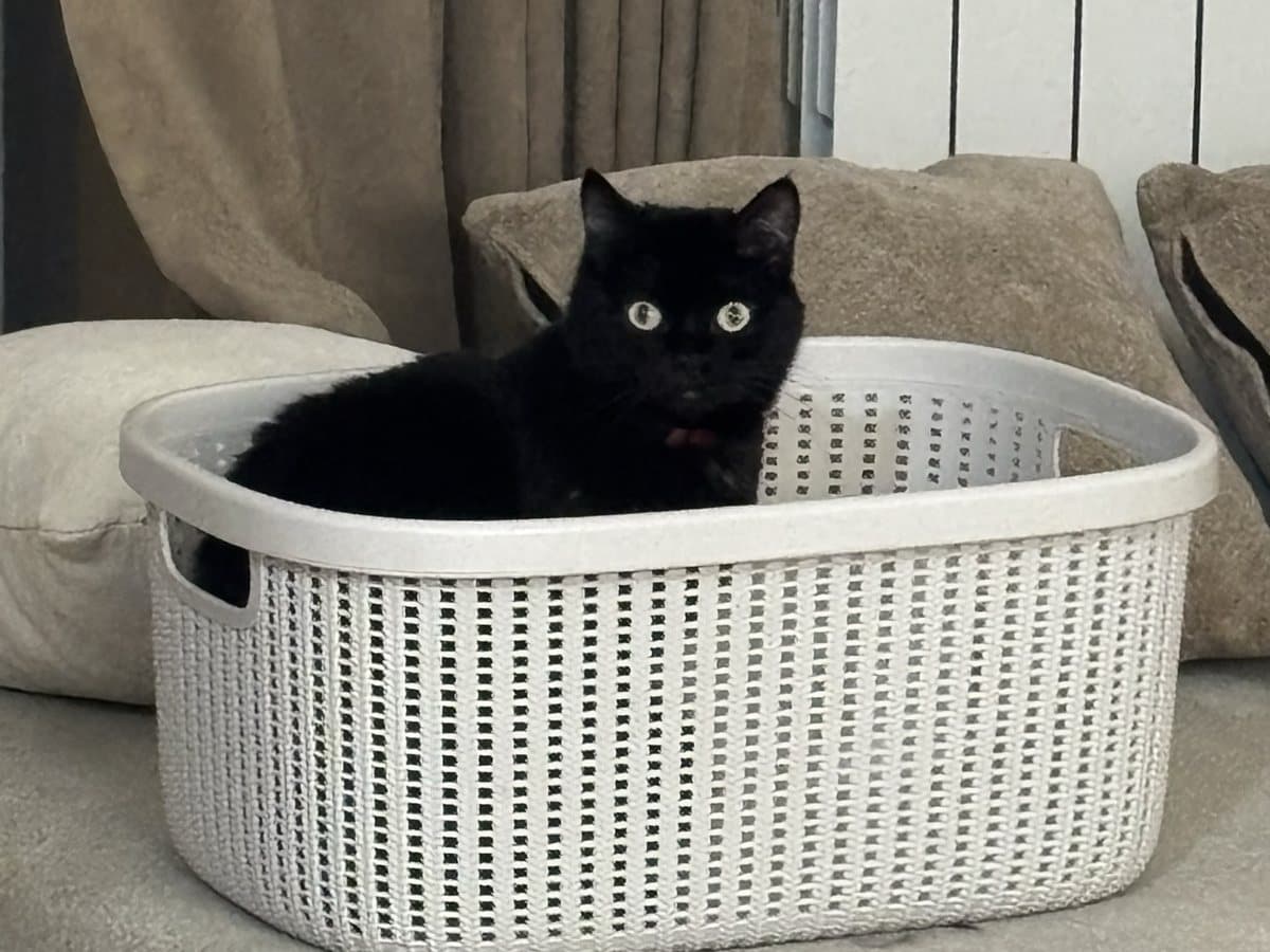 Fiska, a black cat, sitting in a laundry basket