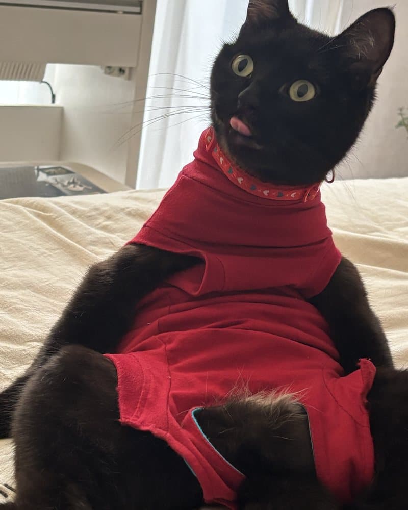 Fiska, a black cat
